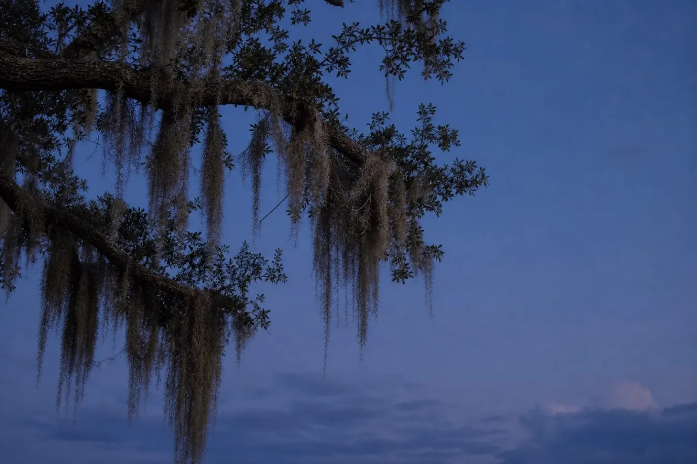 Live oak canopy uplighting detail in the Lowcountry